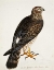 Picture of FALCO PYGARGUS, HEN-HARRIER, FEM