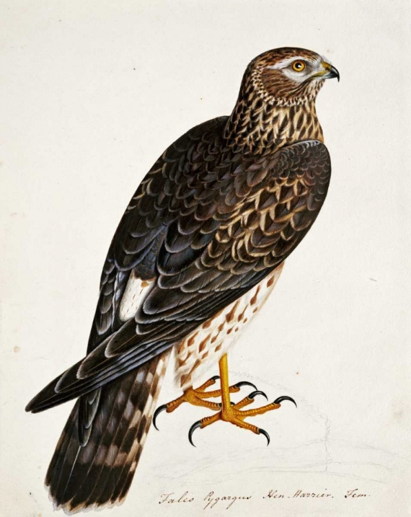 Picture of FALCO PYGARGUS, HEN-HARRIER, FEM