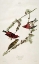 Picture of PURPLE FINCH