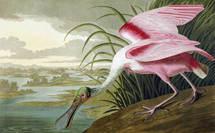 Picture of ROSEATE SPOONBILL