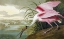 Picture of ROSEATE SPOONBILL