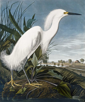 Picture of SNOWY HERON