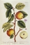 Picture of APPLE TREE