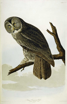 Picture of GREAT CINEREOUS OWL