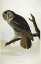 Picture of GREAT CINEREOUS OWL