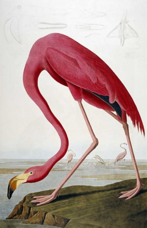 Picture of AMERICAN FLAMINGO