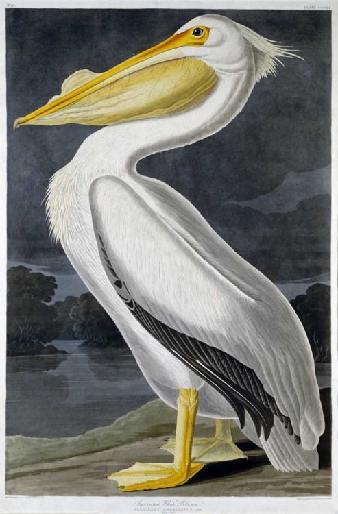 Picture of AMERICAN WHITE PELICAN