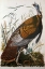 Picture of WILD TURKEY, MALE