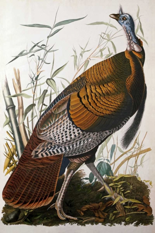 Picture of WILD TURKEY, MALE