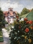 Picture of THE DAHLIAS, PETIT GENNEVILLIERS GARDEN