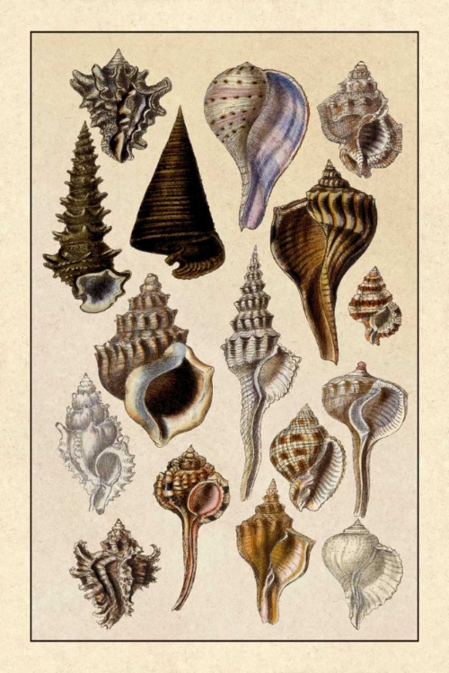 Picture of SHELLS: TRACHELIPODA #4