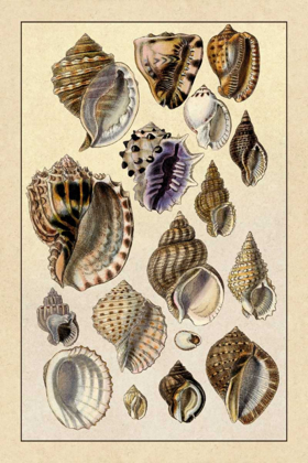 Picture of SHELLS: PURPURIFERA