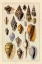 Picture of SHELLS: TRACHELIPODA #6