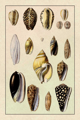 Picture of SHELLS: CONVOLTAE AND ORTHOCERATA