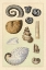 Picture of SHELLS: AMMONACEA