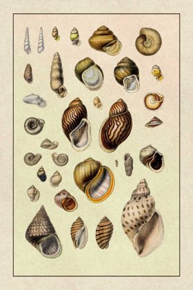 Picture of SHELLS: SESSILE CIRRIPEDES #2