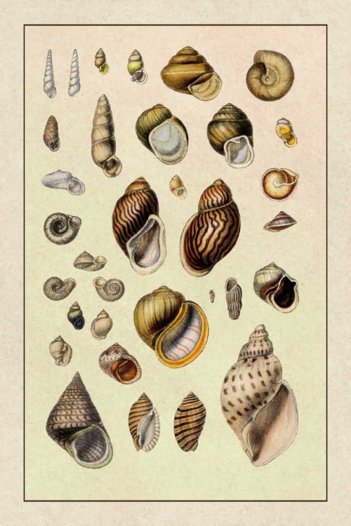 Picture of SHELLS: SESSILE CIRRIPEDES #2