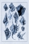 Picture of SHELLS: TRACHELIPODA #5 (BLUE)