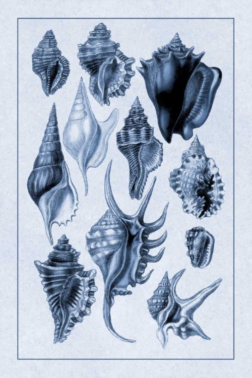 Picture of SHELLS: TRACHELIPODA #5 (BLUE)