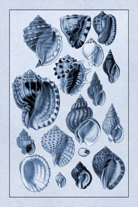 Picture of SHELLS: PURPURIFERA (BLUE)