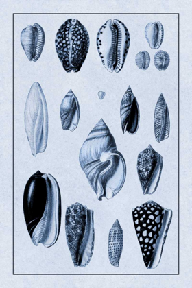 Picture of SHELLS: CONVOLTAE AND ORTHOCERATA (BLUE)