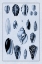 Picture of SHELLS: CONVOLTAE AND ORTHOCERATA (BLUE)