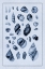 Picture of SHELLS: SESSILE CIRRIPEDES #2 (BLUE)