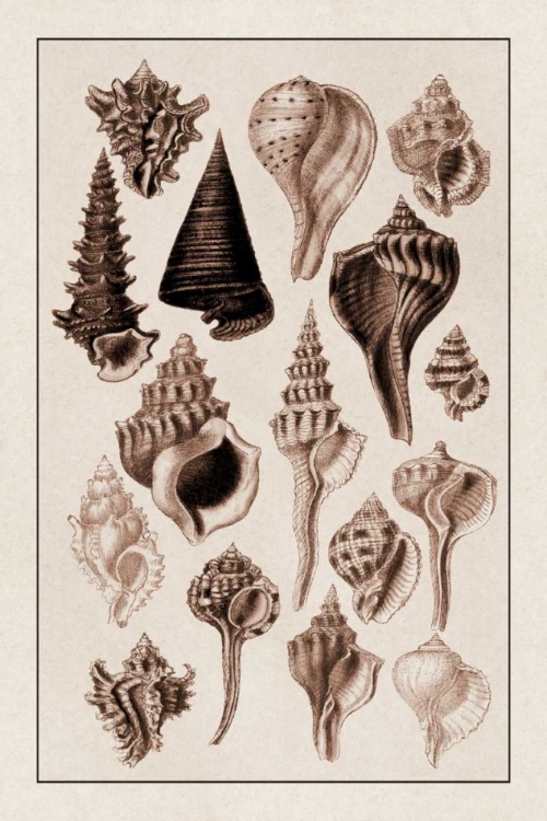 Picture of SHELLS: TRACHELIPODA #4 (SEPIA)