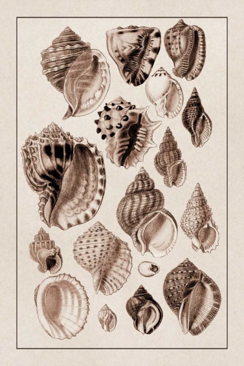 Picture of SHELLS: PURPURIFERA (SEPIA)