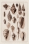 Picture of SHELLS: TRACHELIPODA #6 (SEPIA)