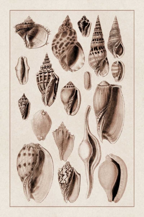 Picture of SHELLS: TRACHELIPODA #6 (SEPIA)