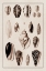 Picture of SHELLS: CONVOLTAE AND ORTHOCERATA (SEPIA)