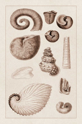 Picture of SHELLS: AMMONACEA (SEPIA)