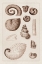 Picture of SHELLS: AMMONACEA (SEPIA)