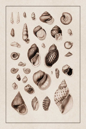Picture of SHELLS: SESSILE CIRRIPEDES #2 (SEPIA)