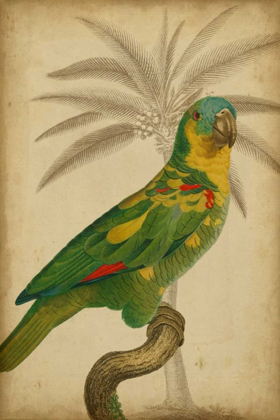 Picture of PARROT AND PALM II