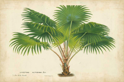 Picture of PALM OF THE TROPICS V