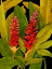 Picture of DRAMATIC RED GINGER
