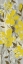 Picture of BUTTERCUPS ON GREY II