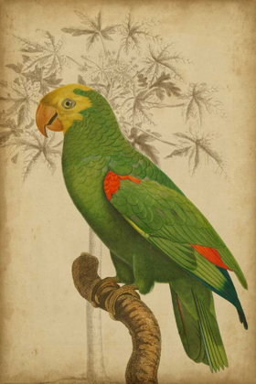 Picture of PARROT AND PALM III