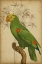 Picture of PARROT AND PALM III