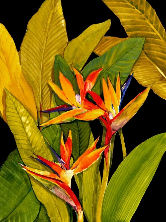 Picture of DRAMATIC BIRD OF PARADISE