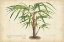 Picture of PALM OF THE TROPICS VI