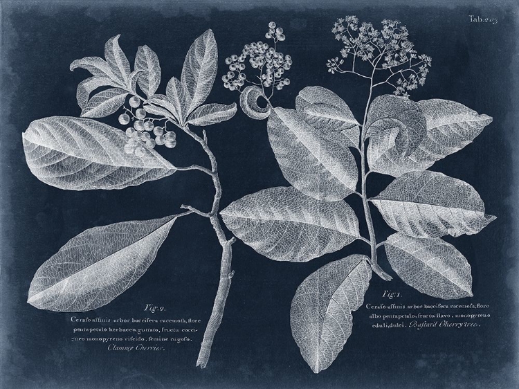 Picture of FOLIAGE ON NAVY IV