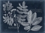Picture of FOLIAGE ON NAVY V