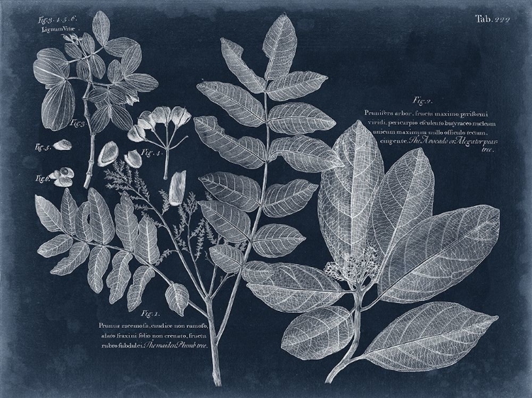 Picture of FOLIAGE ON NAVY V