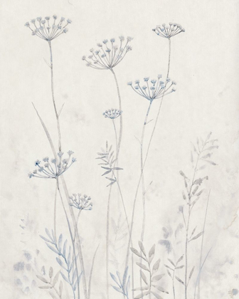 Picture of NEUTRAL QUEEN ANNES LACE II