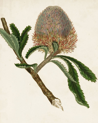 Picture of ANTIQUE PROTEA I