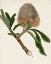 Picture of ANTIQUE PROTEA I