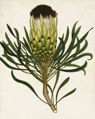 Picture of ANTIQUE PROTEA II